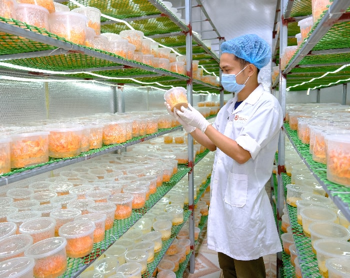 COMBO ĐÔNG TRÙNG HẠ THẢO BIO VIỆT