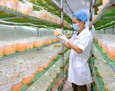 COMBO ĐÔNG TRÙNG HẠ THẢO BIO VIỆT