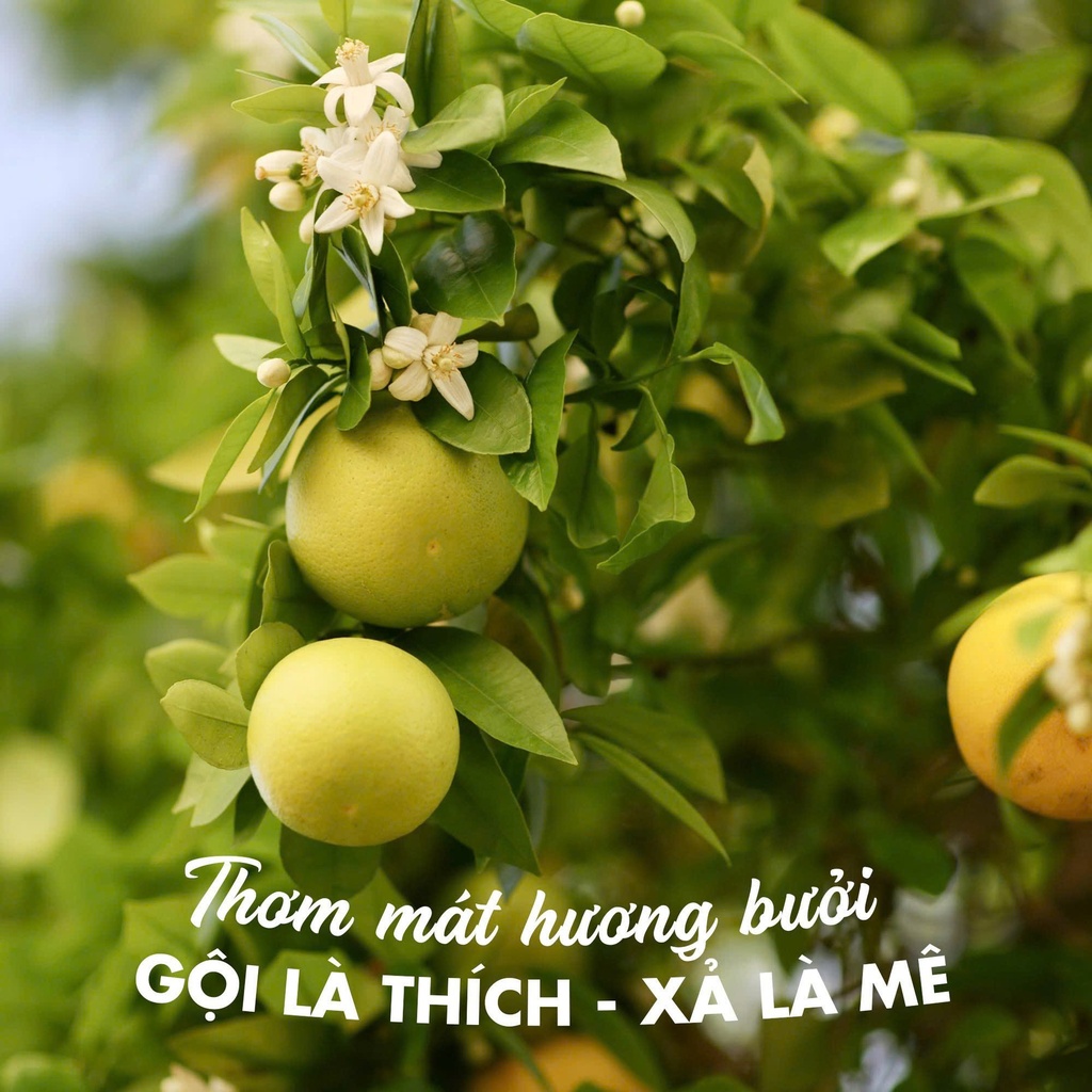 Cặp dầu gội xả Bưởi Natsumi chính hãng hỗ hỗ trợ giảm rụng tóc, kích thích mọc tóc, giúp tóc chắc khỏe, mềm mượt.