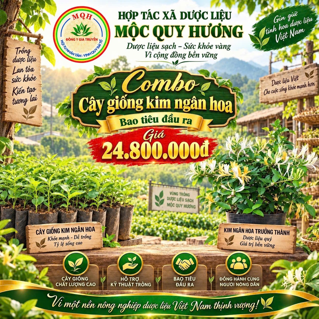 COMBO CÂY GIỐNG KIM NGÂN HOA